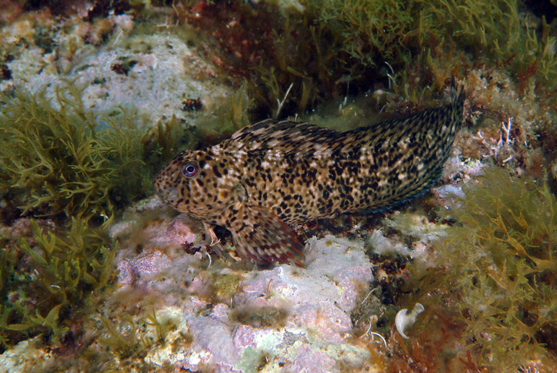 Blennidi